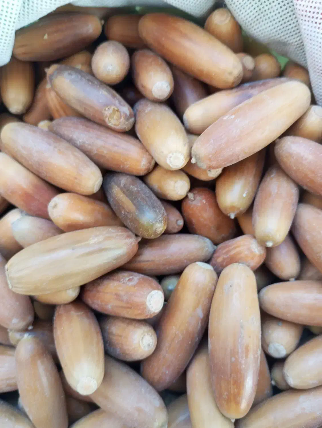 بلوط جنگلی|خوردنی و آشامیدنی|بانه, |دیوار