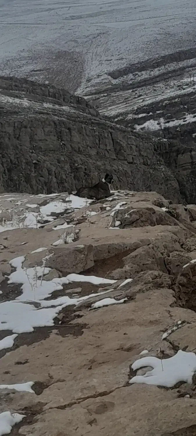 سگ خراسان|حیوانات مزرعه|فاروج, |دیوار