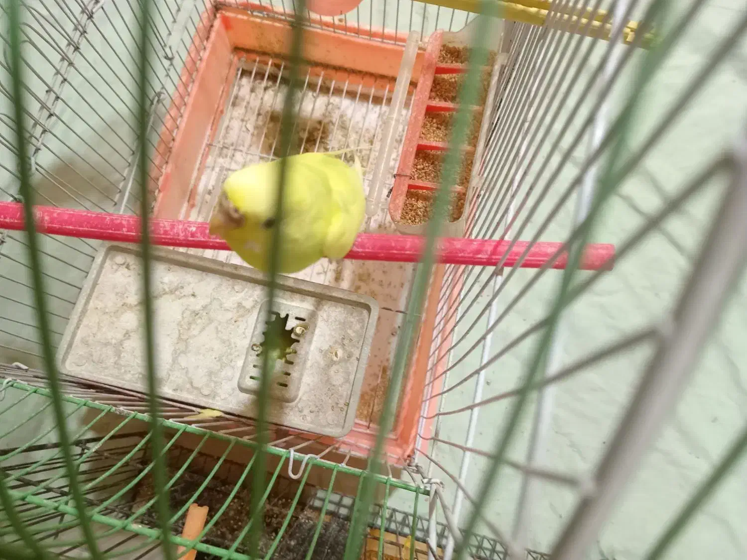 مرغ عشق جفت|پرنده|مشهد, رضاییه|دیوار