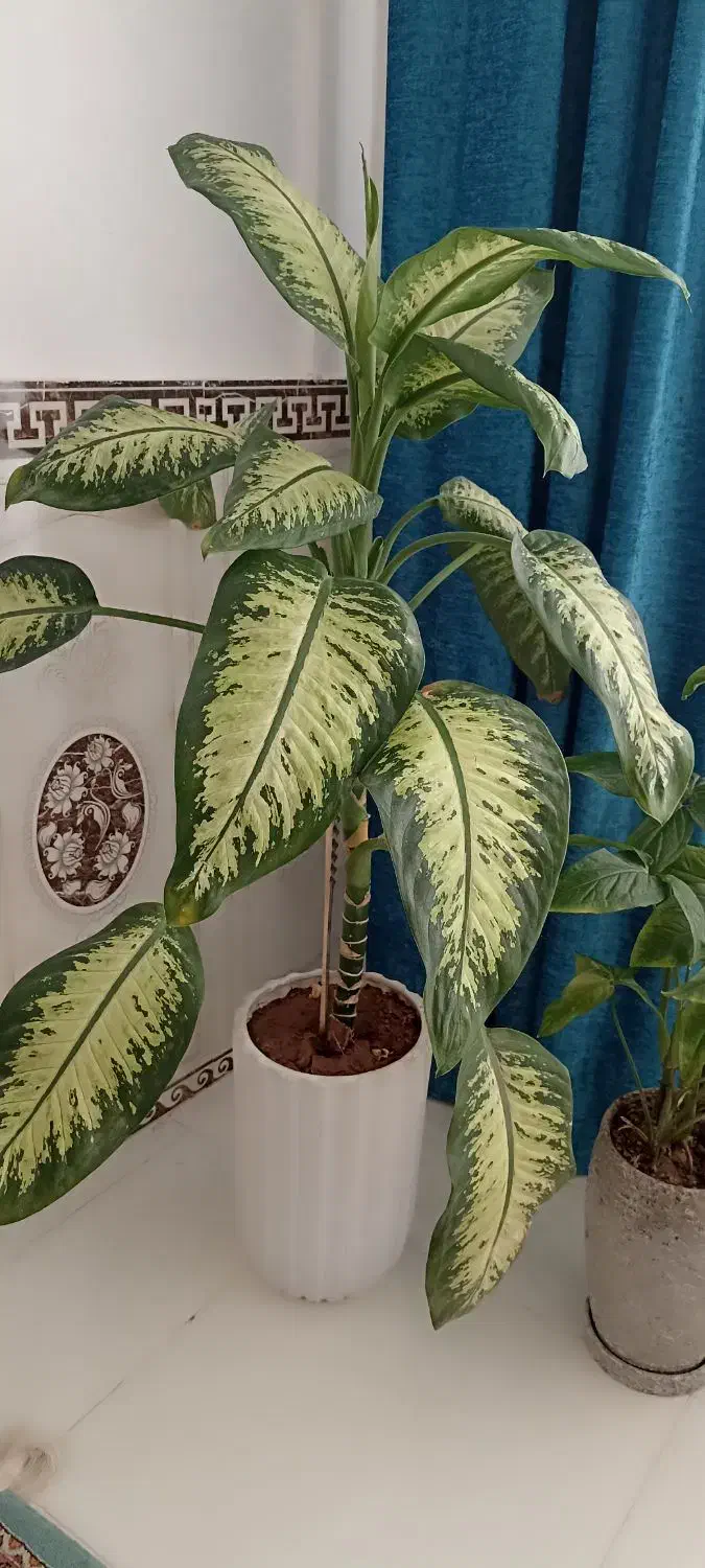 گلهای زیبا|گل و گیاه طبیعی|سرپل ذهاب, |دیوار