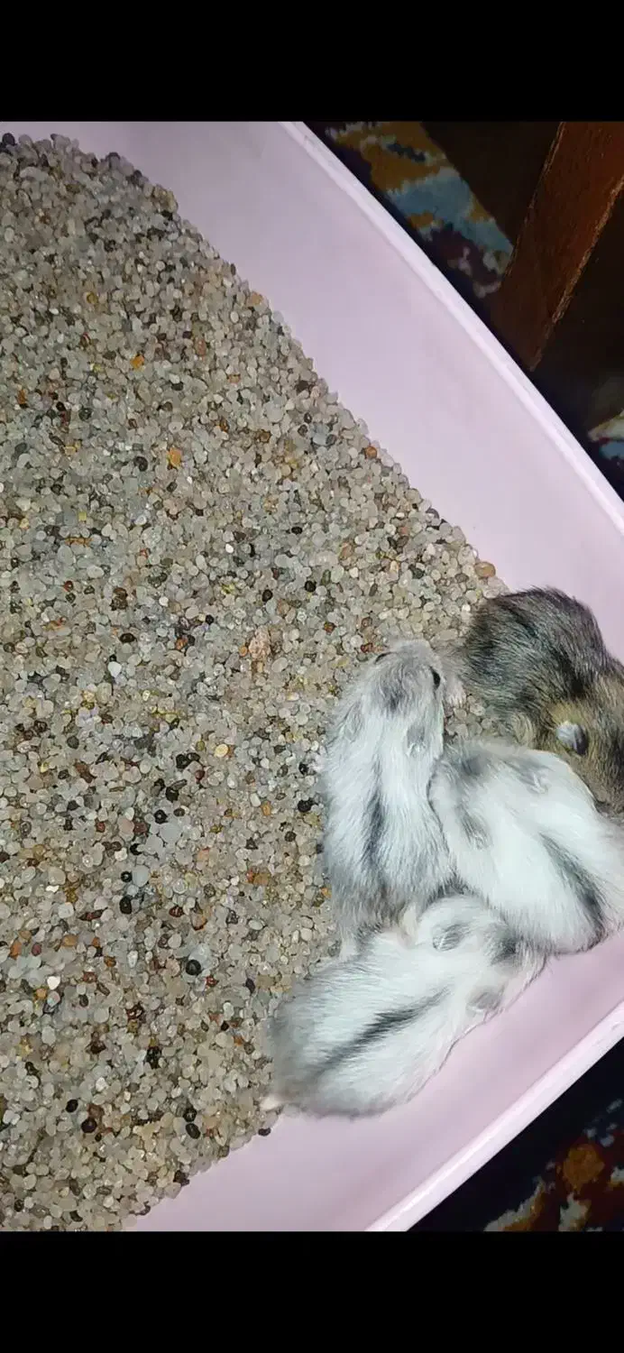 همستر|موش و خرگوش|یزد, |دیوار