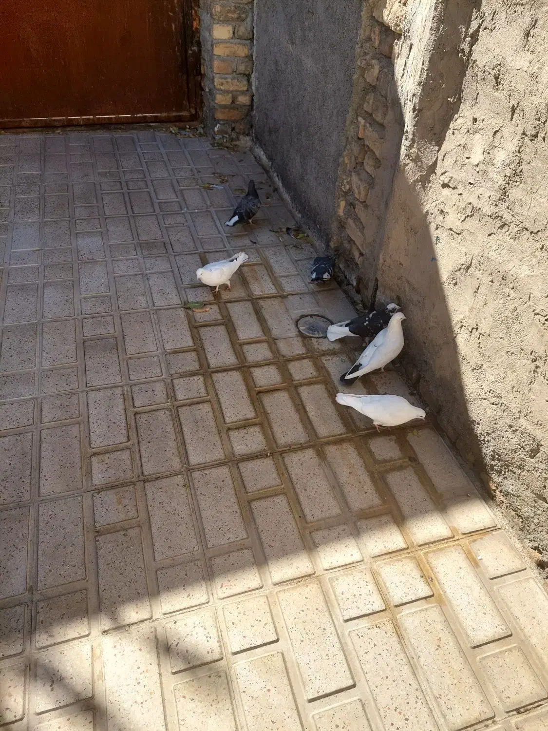 ۹ عدد کبوتر دونه ای ۱۵۰|پرنده|خوانسار, |دیوار