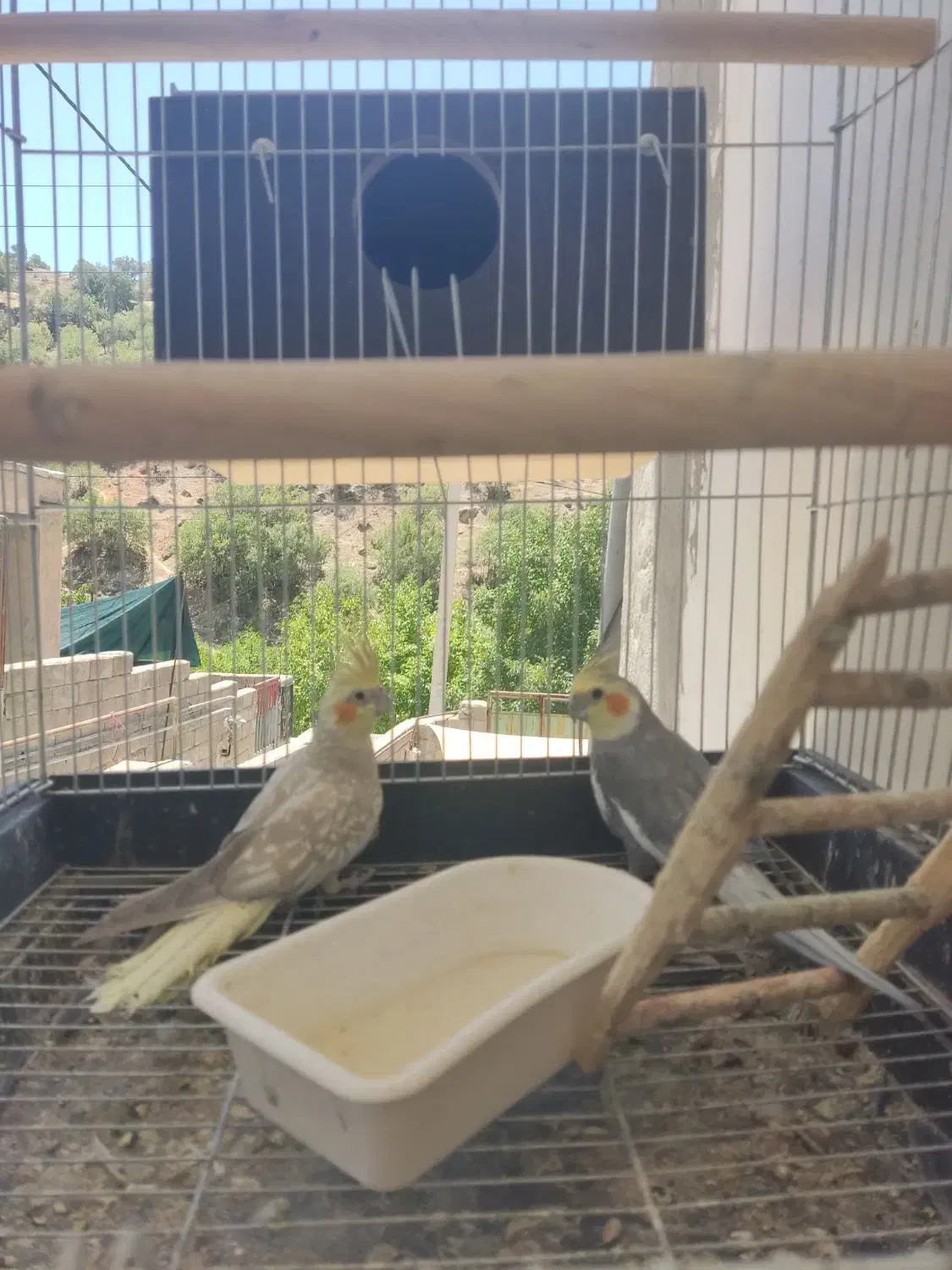 عروس هلندی|پرنده|پاتاوه, |دیوار