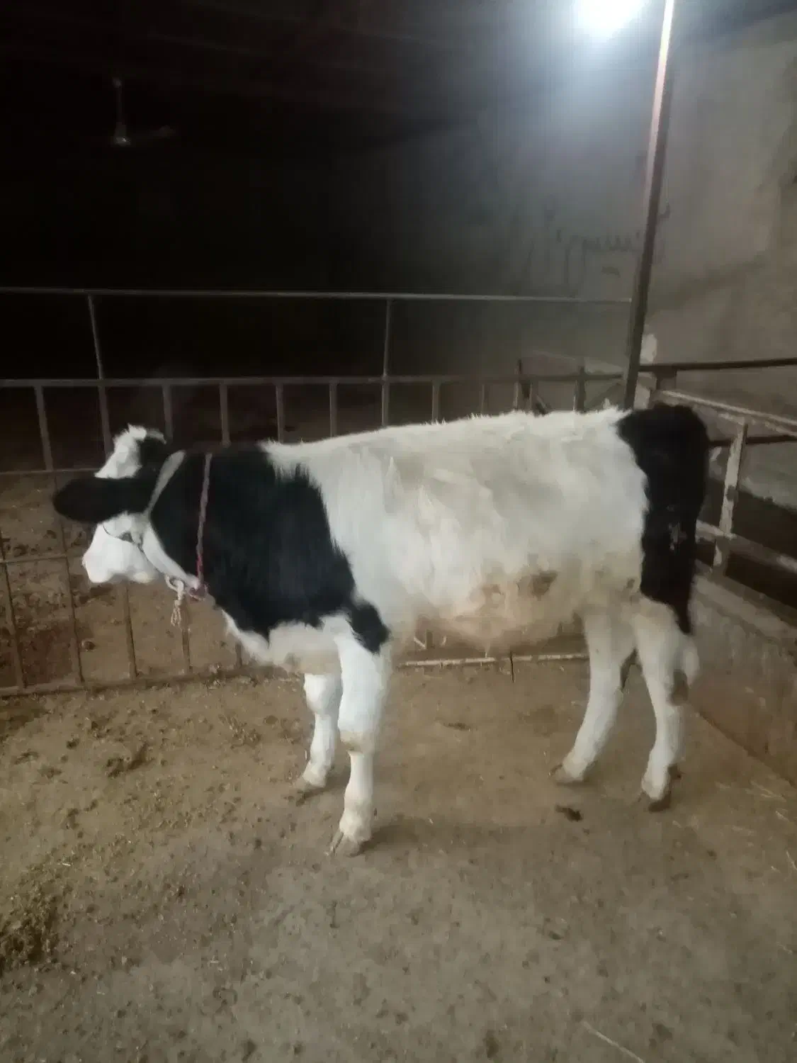 گاو گوساله|حیوانات مزرعه|شاهیوند, |دیوار