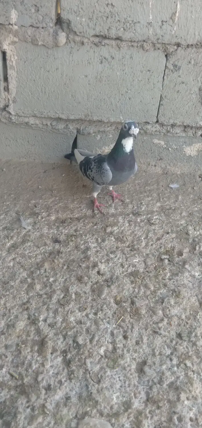 ابلغ اهوازی نسل بتن نر|پرنده|هامون, |دیوار