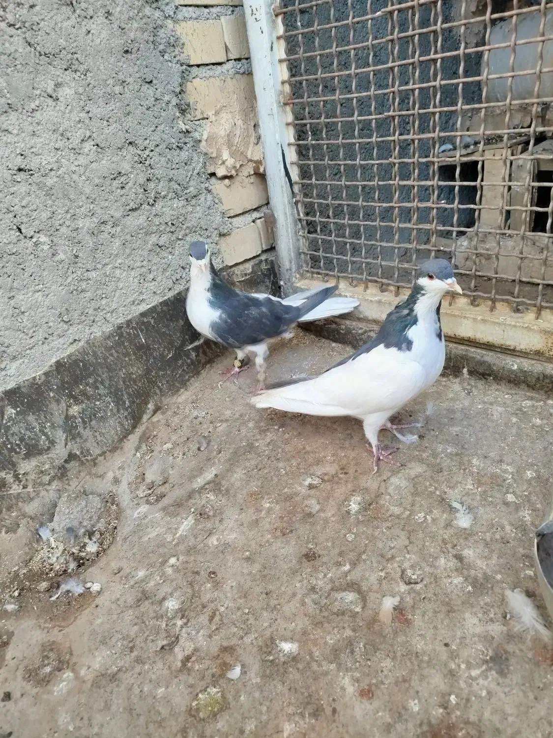 یک جفت چپ سیاه نروماده بدون عیب|پرنده|رادکان, |دیوار