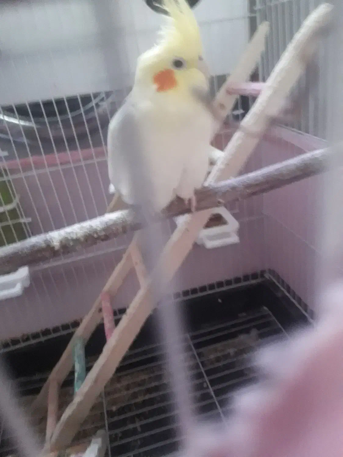 عروس هلندی ماده|پرنده|فشاپویه, |دیوار