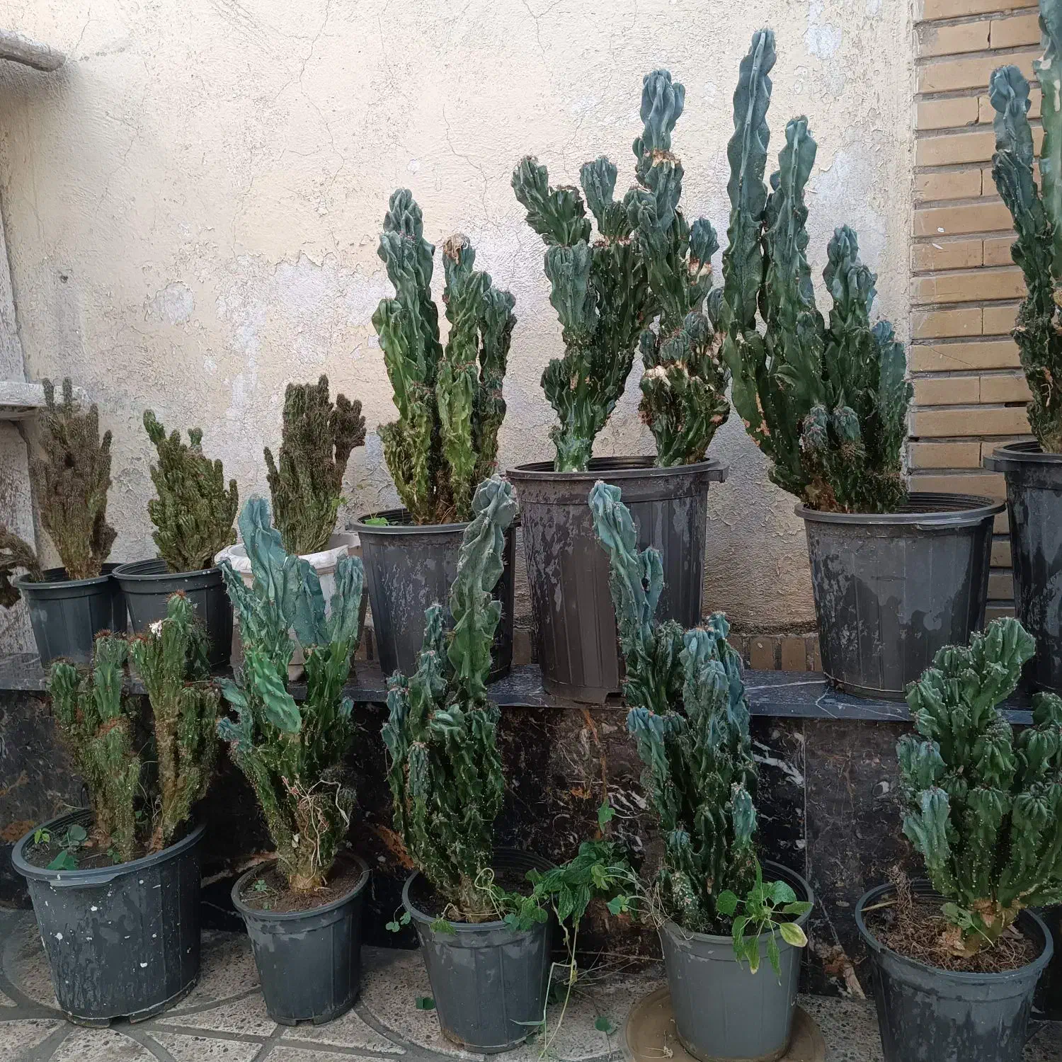 گل کاکتوس صخره ای|گل و گیاه طبیعی|اندیشه, اندیشه فاز ۵|دیوار