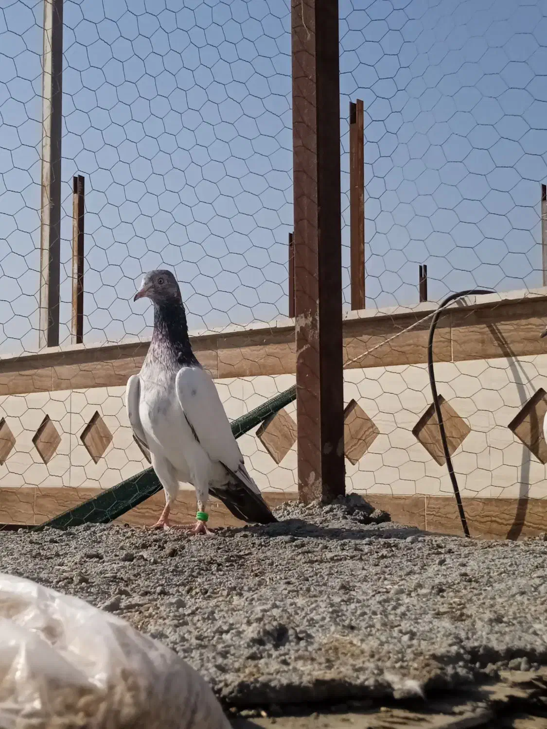 کفتر تیدی|پرنده|میناب, |دیوار