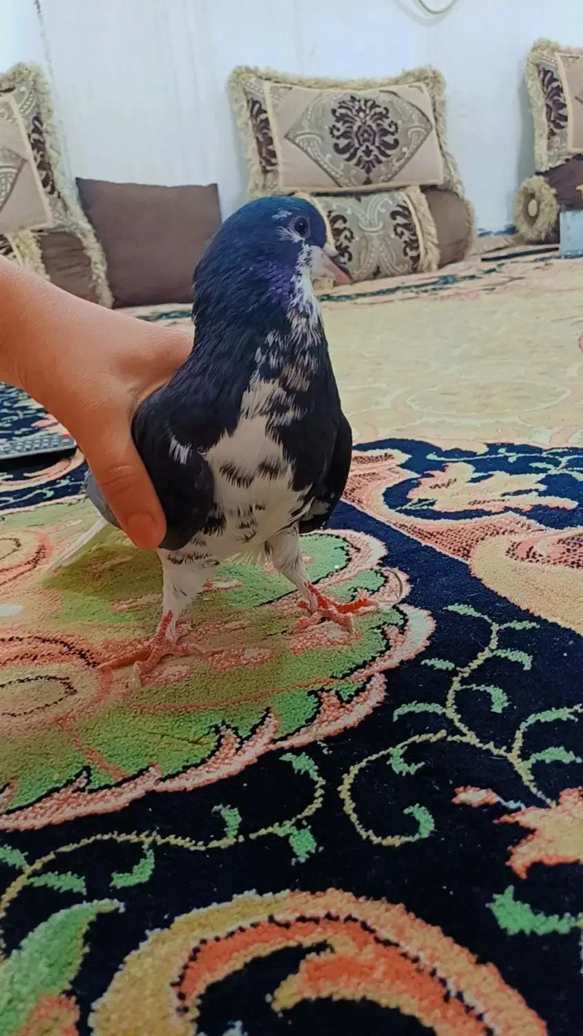 کبوتر شیرازی|پرنده|امیدیه, |دیوار