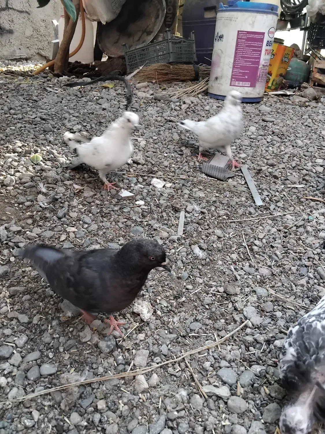 جوجه کاسک پرش سنگین|پرنده|جیرفت, |دیوار