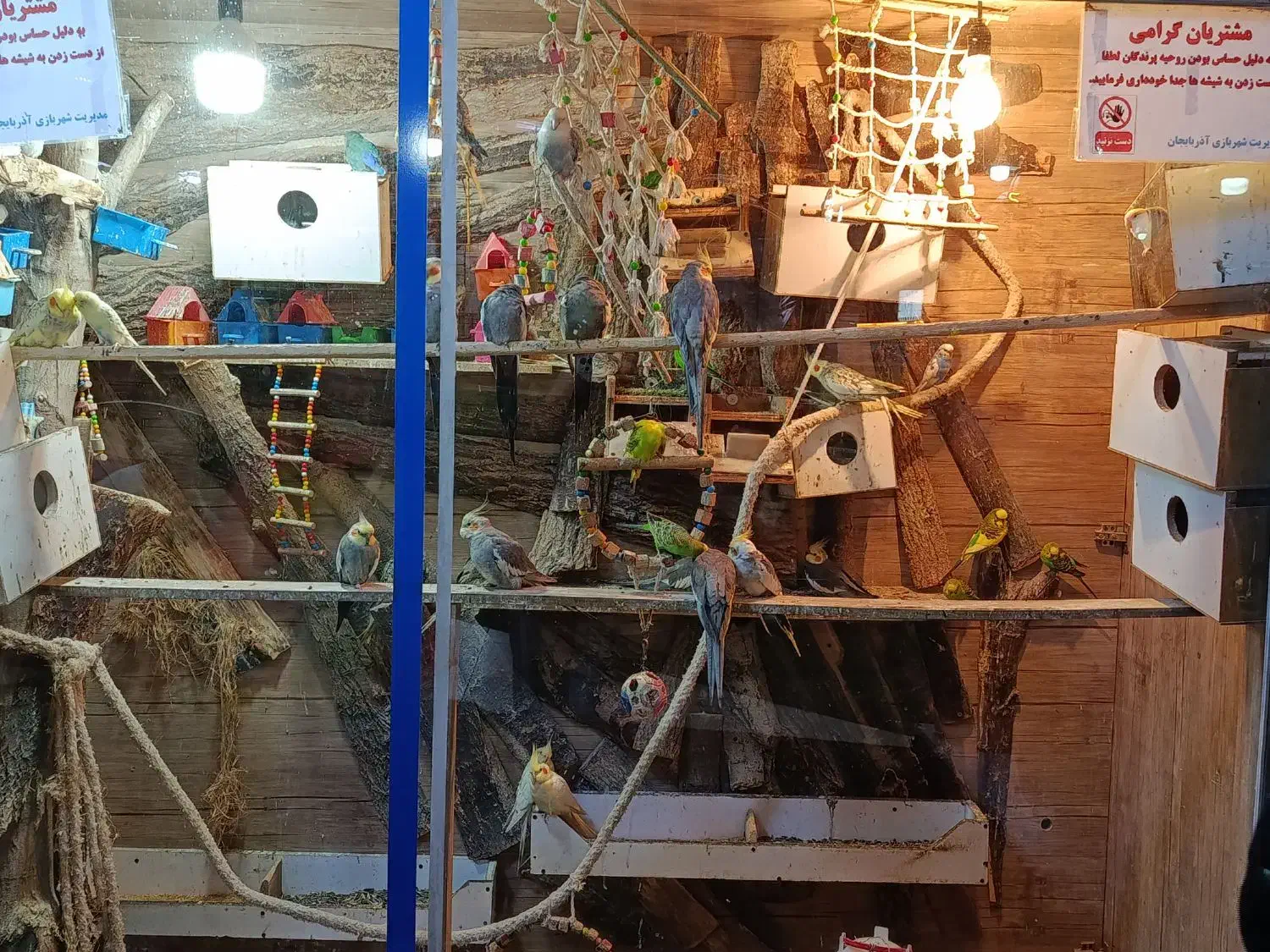 پرنده|حیوانات|ارومیه, |دیوار