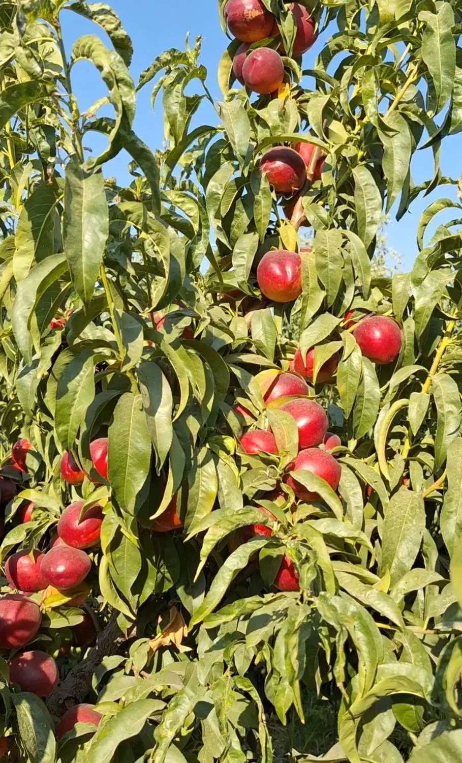 نهالستان سامین نهال|خدمات باغبانی و درختکاری|ارومیه, |دیوار