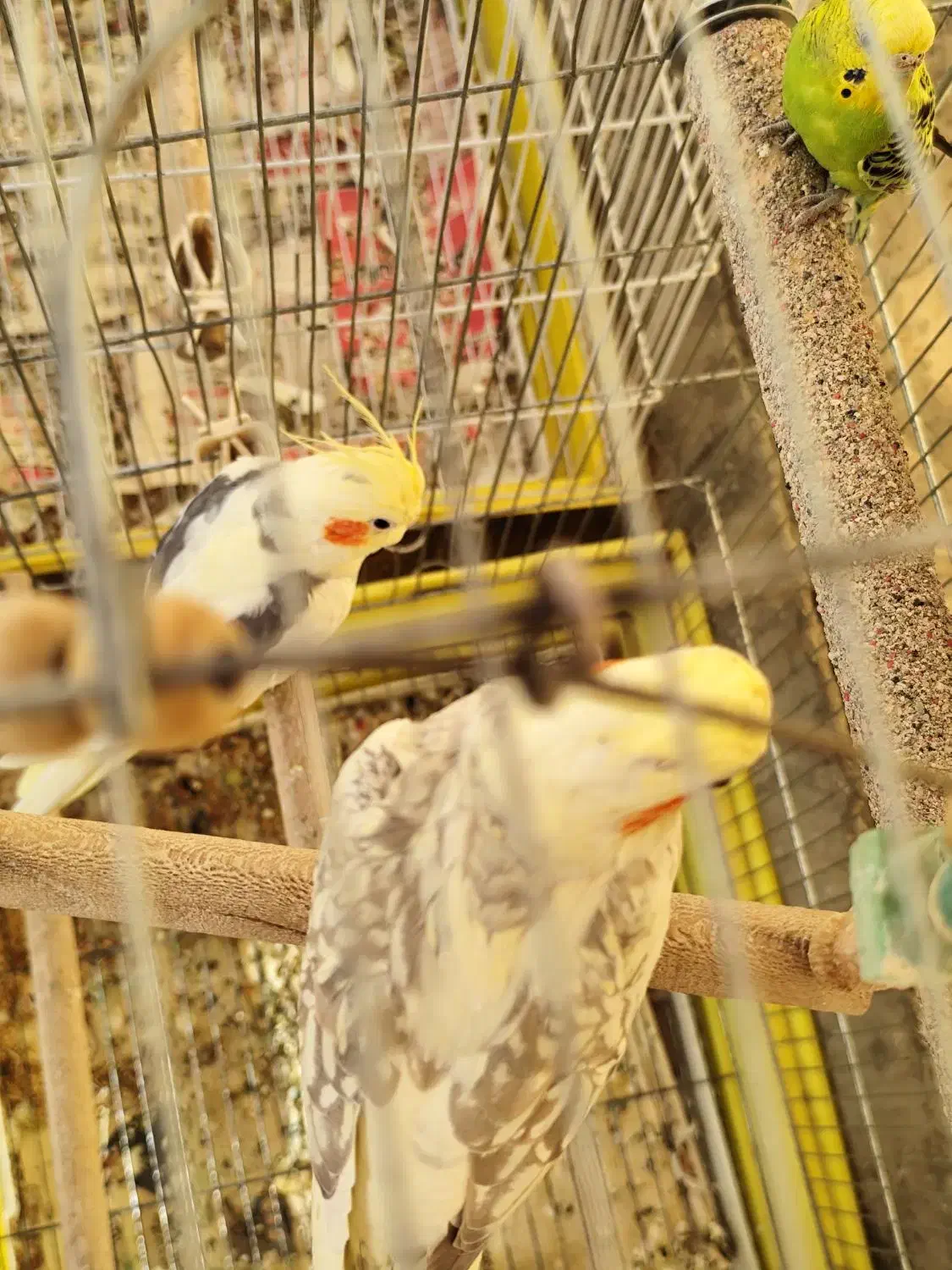 عروس هلندی جفت بالغ|پرنده|ری, ظهیرآباد|دیوار