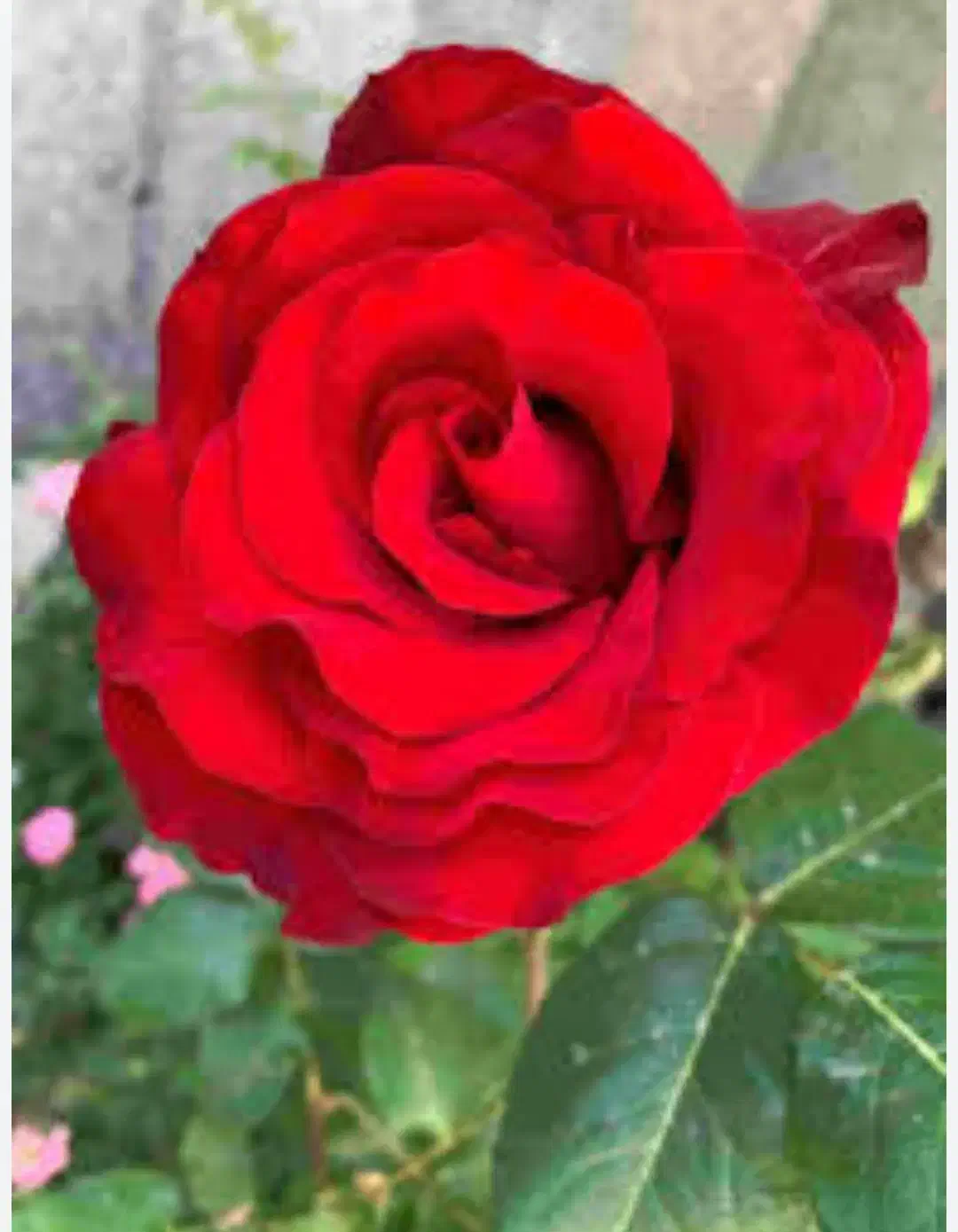 لباس گمشده|لباس|نورآباد, |دیوار