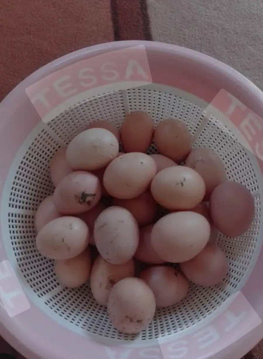 تخم مرغ محلی|خوردنی و آشامیدنی|نیشابور, مازول|دیوار