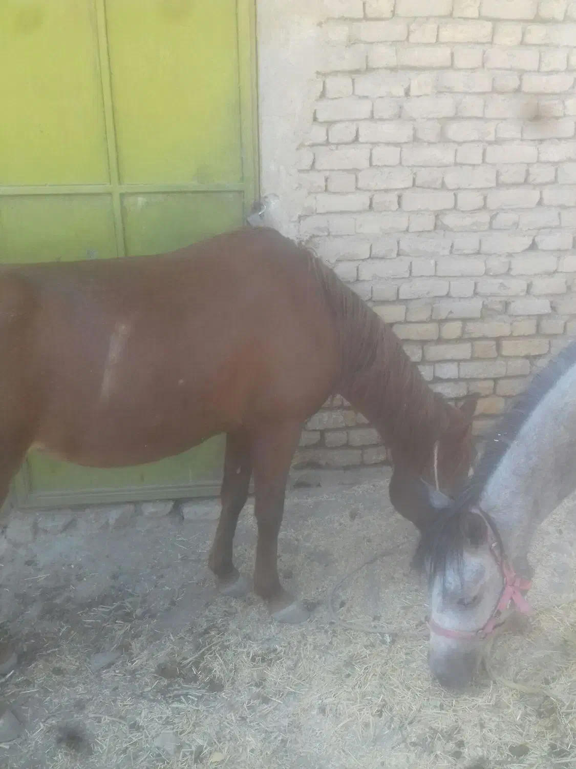 فروش اسب|اسب و تجهیزات اسب‌سواری|بوئین و میاندشت, |دیوار