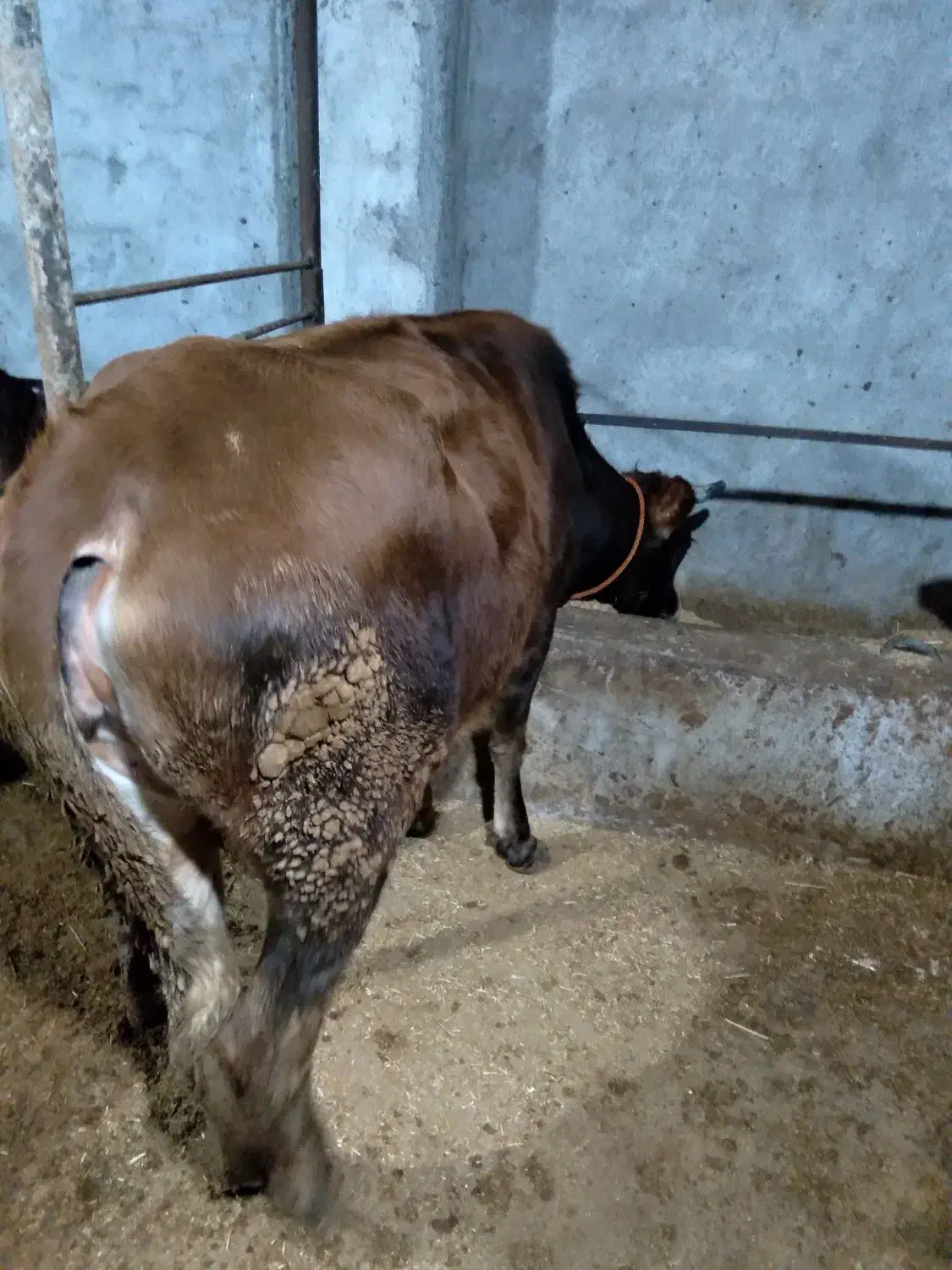 فروش کاو گوساله ومیش ابستن|حیوانات مزرعه|حویق, |دیوار