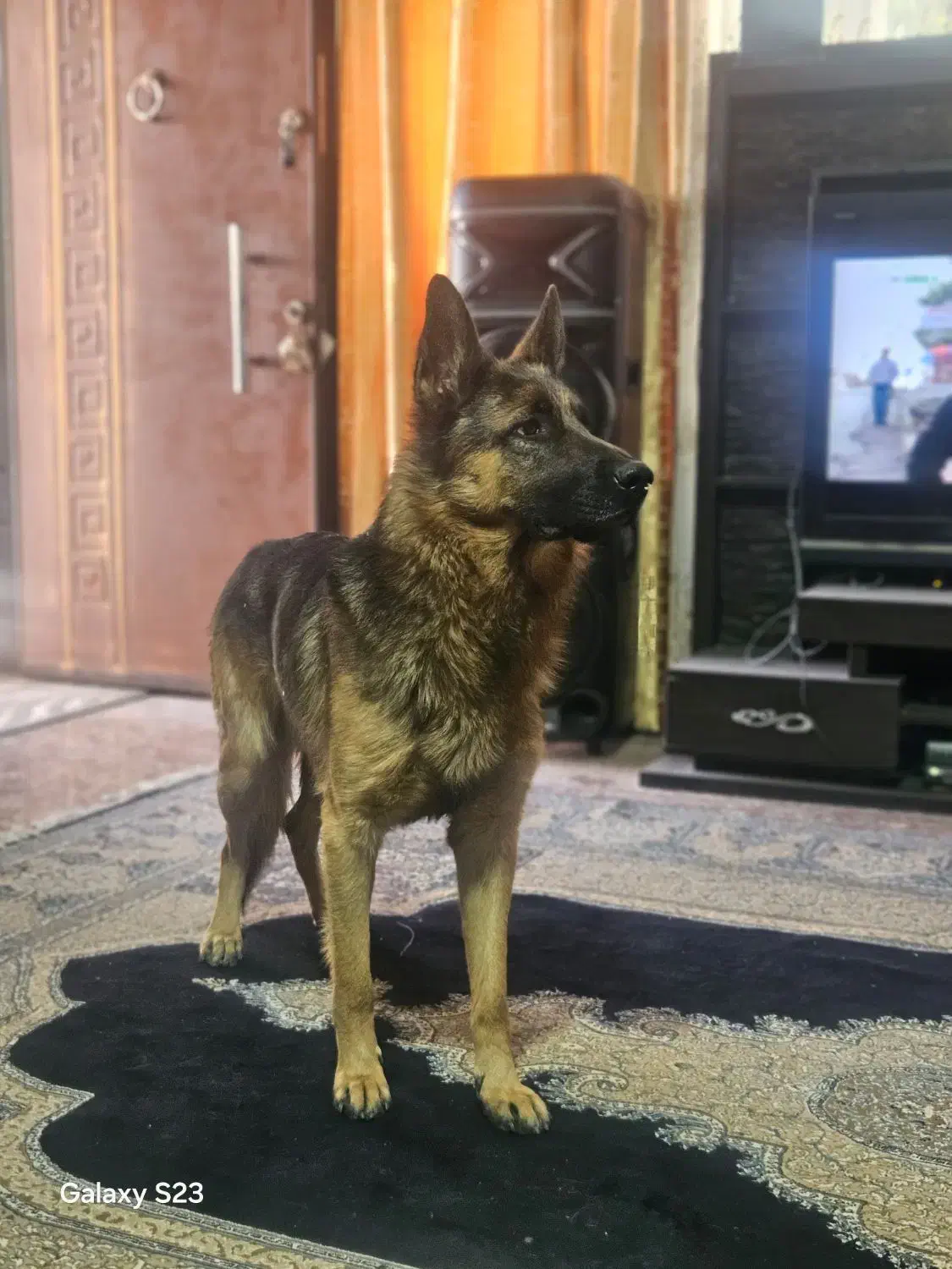 واگذاری سگ|سگ|کرمان, |دیوار