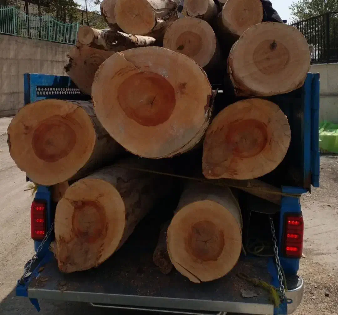 خرید انواع چوب ومو|خدمات باغبانی و درختکاری|لیلان, |دیوار