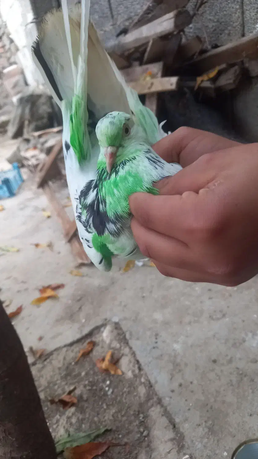 ۲۰۰۰۰۰۰|پرنده|گرگان, |دیوار