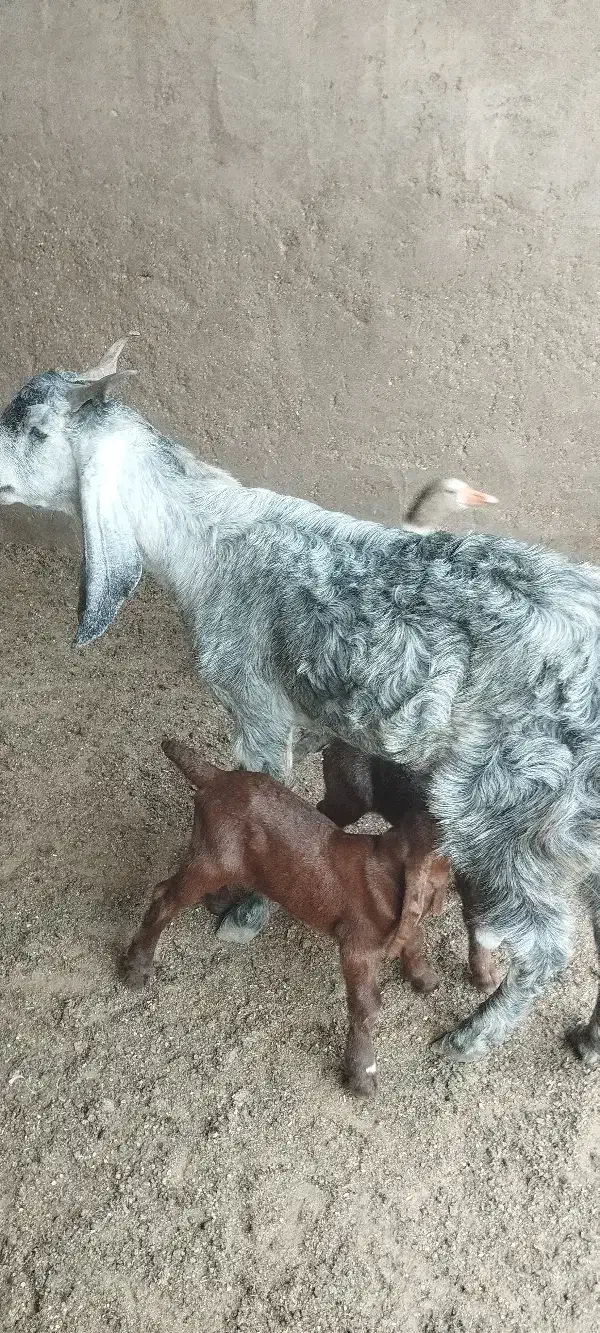 هویزه|حیوانات مزرعه|باوی, |دیوار