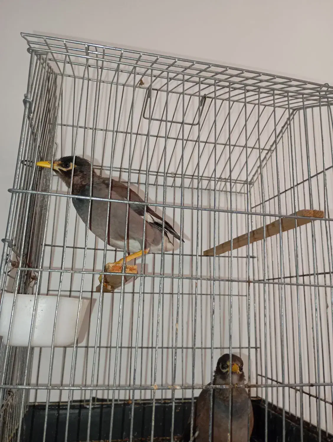 مرغ مینا|پرنده|ساری, |دیوار