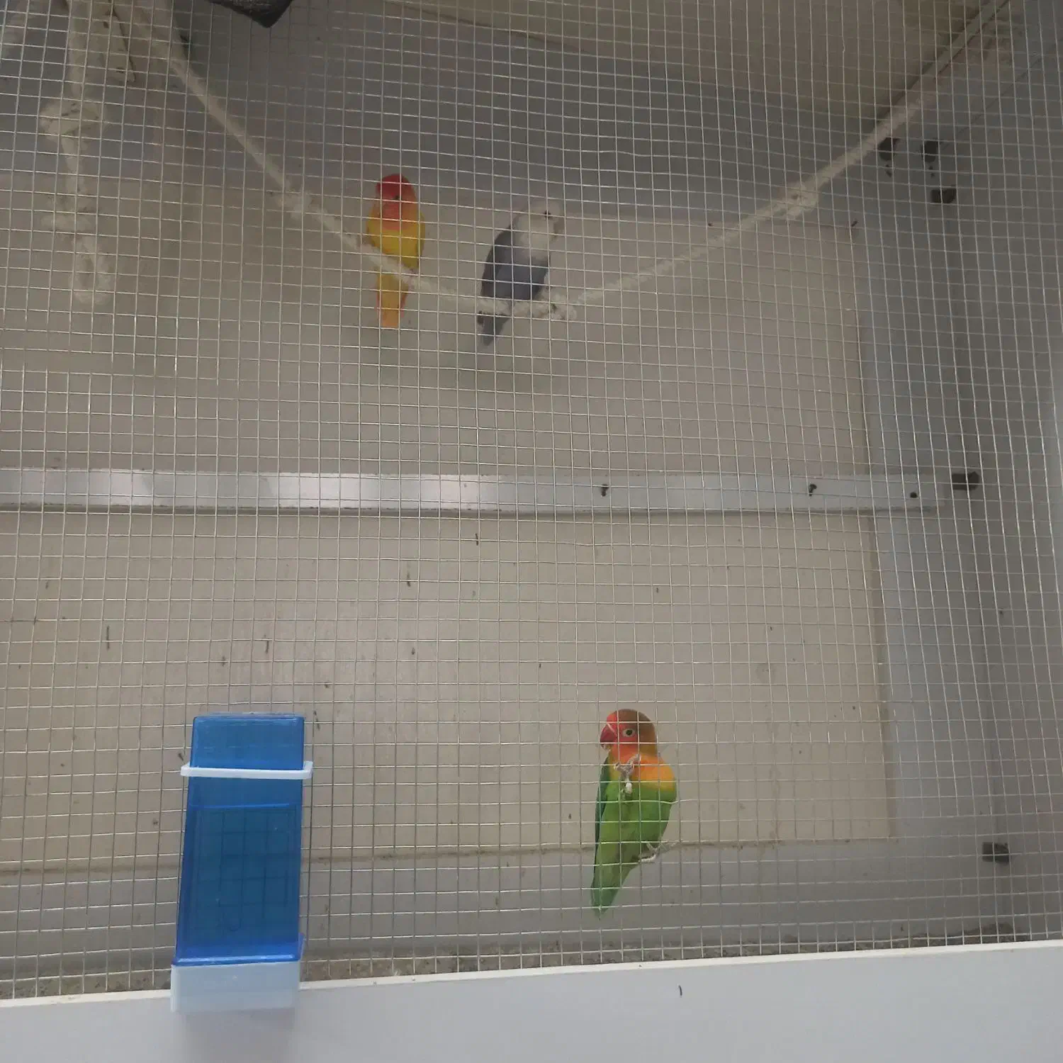 طوطی برزیلی جفت مولد سه جفت|پرنده|بهار, |دیوار