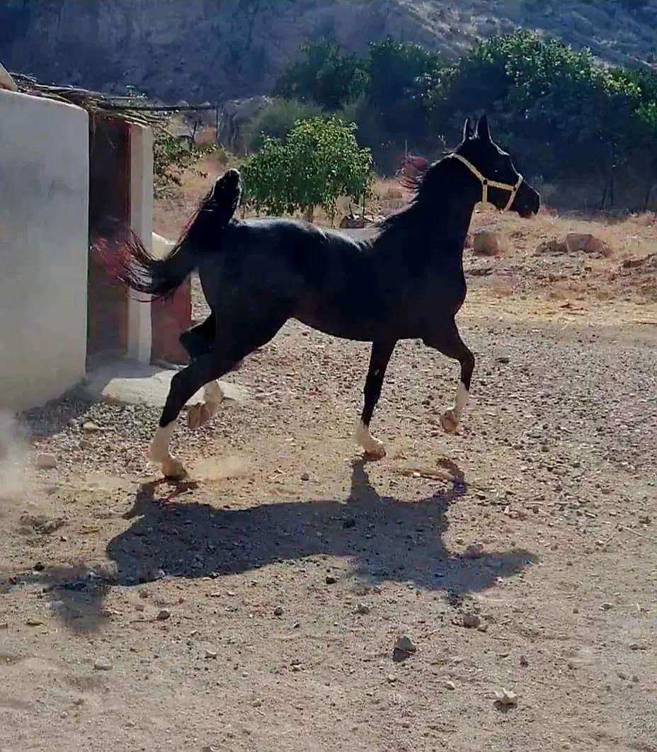 مادیون عرب|اسب و تجهیزات اسب‌سواری|نورآباد ممسنی, |دیوار