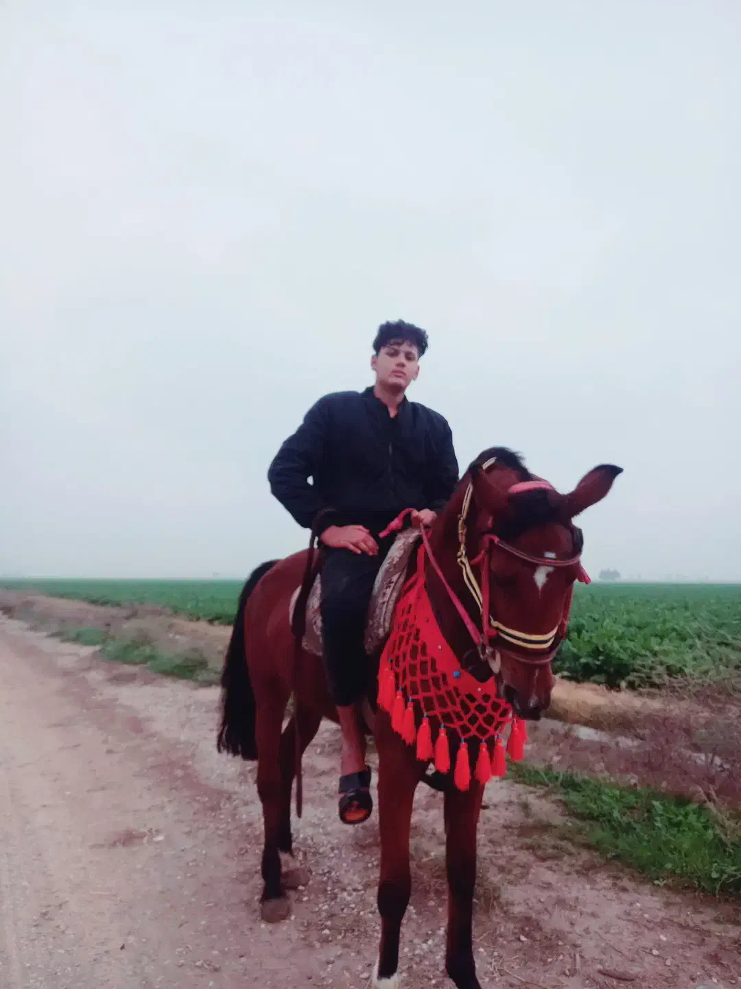 اسب|اسب و تجهیزات اسبسواری|شوش, |دیوار