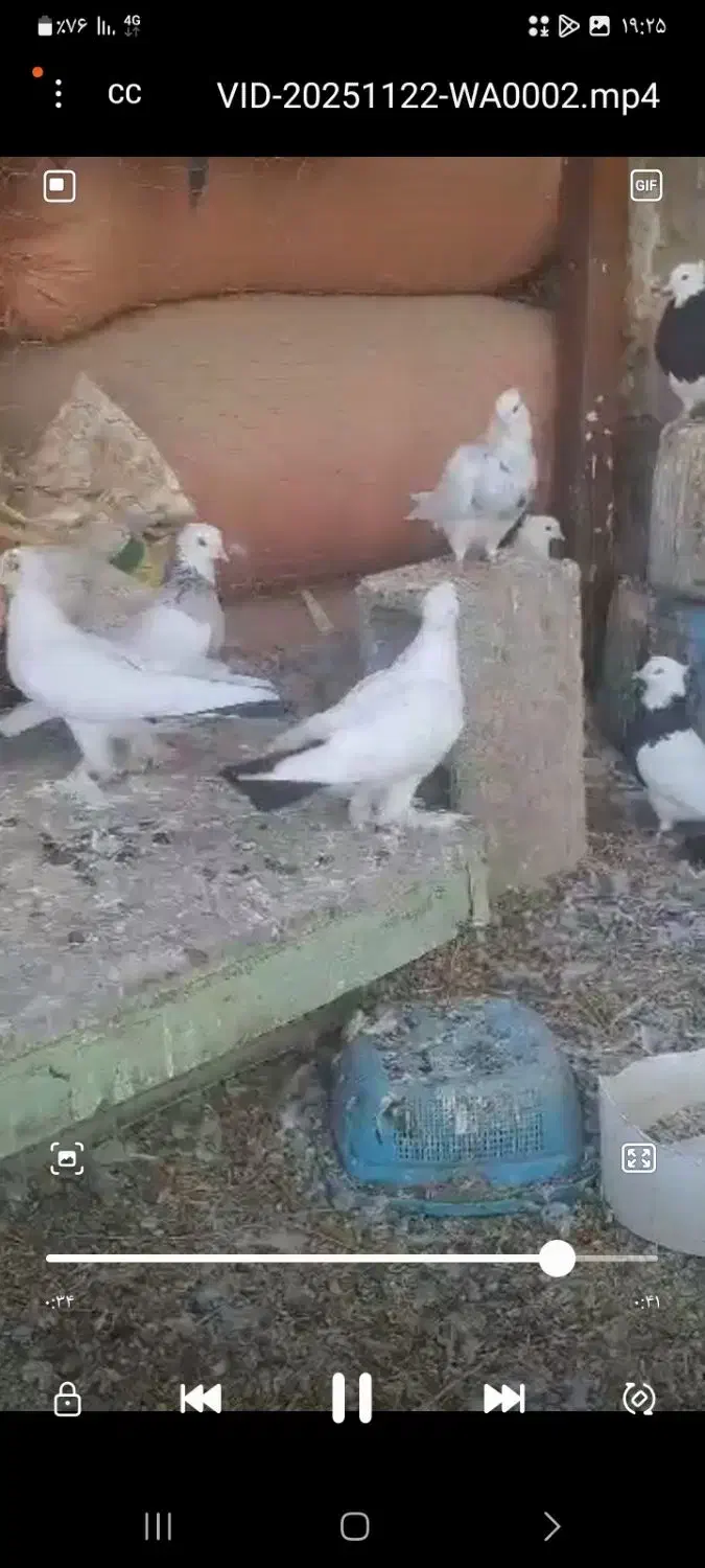 کبوتر دم سیا|پرنده|لنده, |دیوار