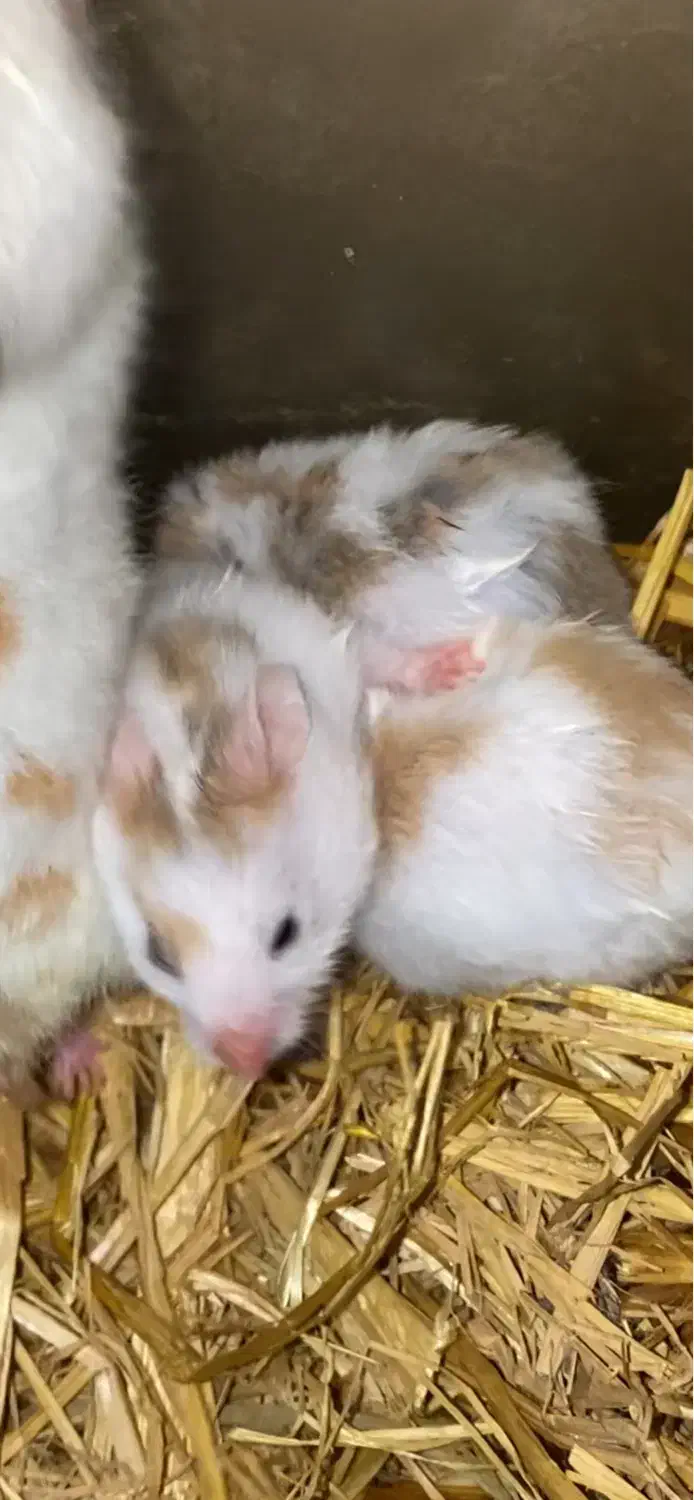 همستر خوشگل|موش و خرگوش|کرج, کمال‌شهر|دیوار