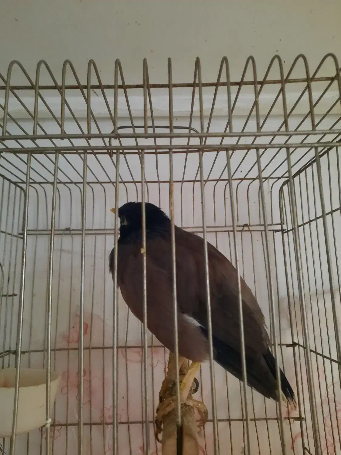 فروش مرغ مینا|پرنده|بومهن, |دیوار