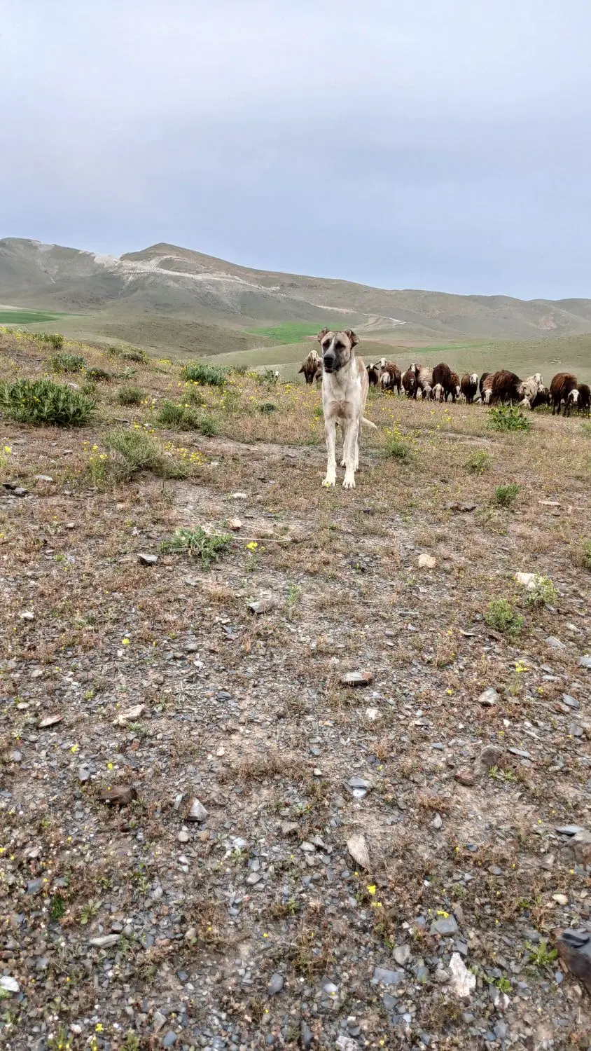 سگ سرآبی|سگ|شیروان (لرستان), |دیوار