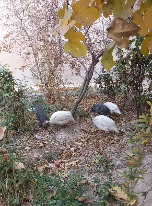 مرغ شاخدار|حیوانات مزرعه|پاکدشت, پاکدشت (مامازند)|دیوار