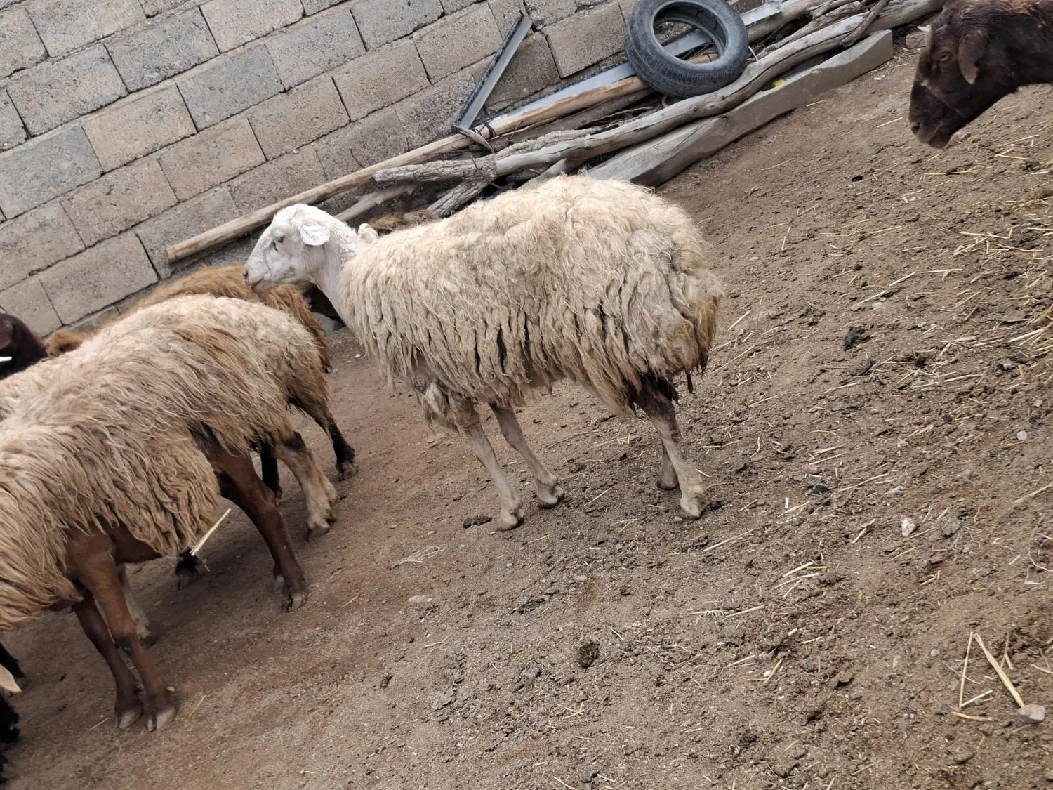 گوسفند زنده|حیوانات مزرعه|هریس, |دیوار