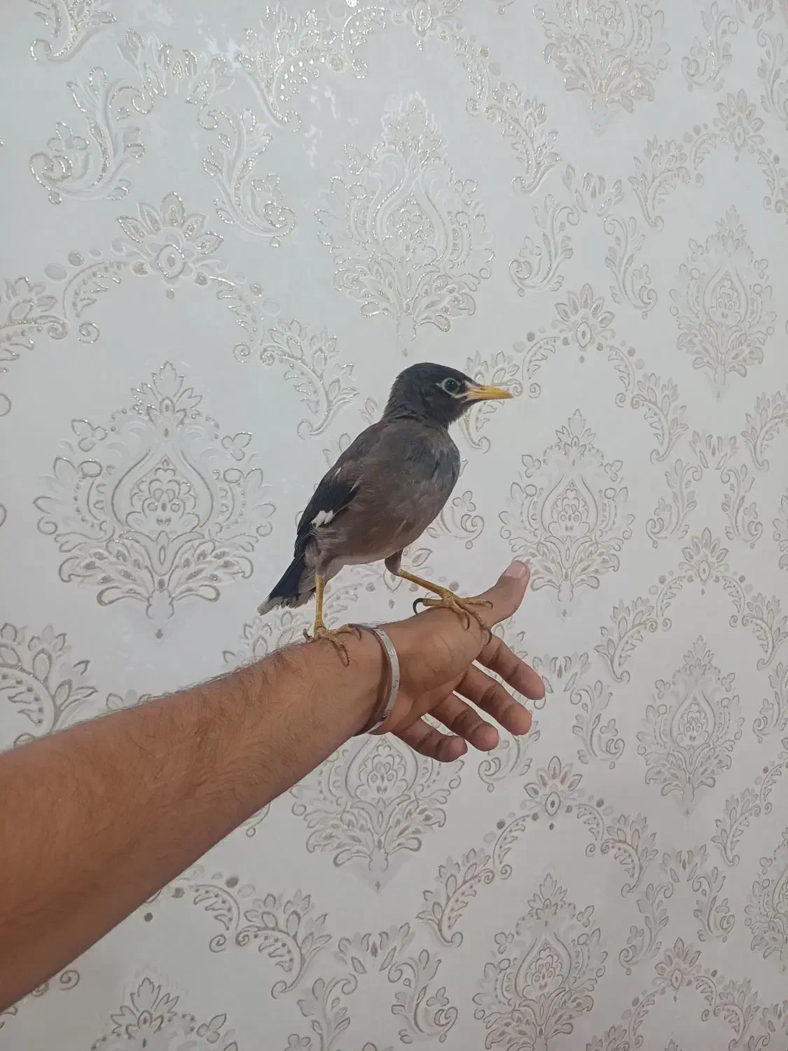 مرغ مینا|پرنده|گتوند, |دیوار