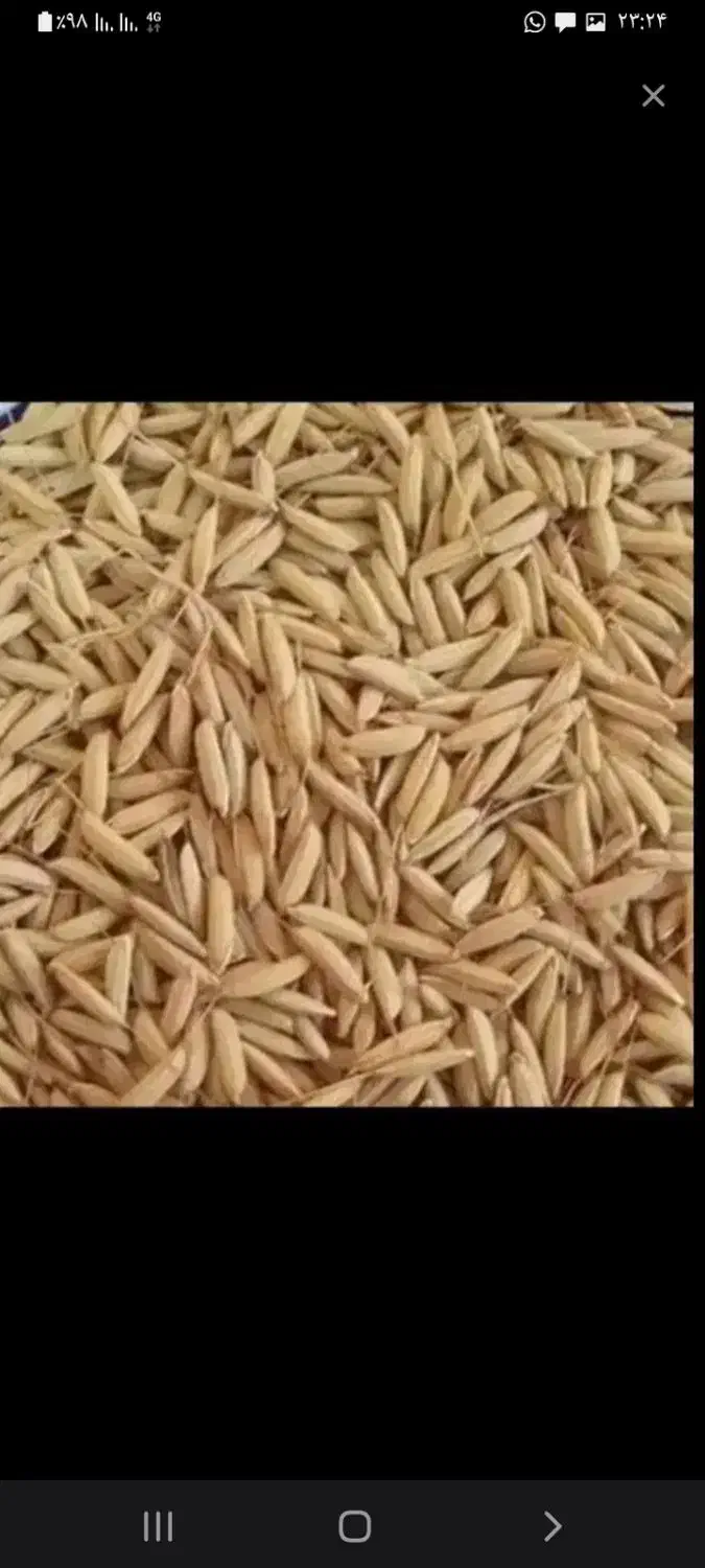 چلتیک طارم اصل|خوردنی و آشامیدنی|چرام, |دیوار