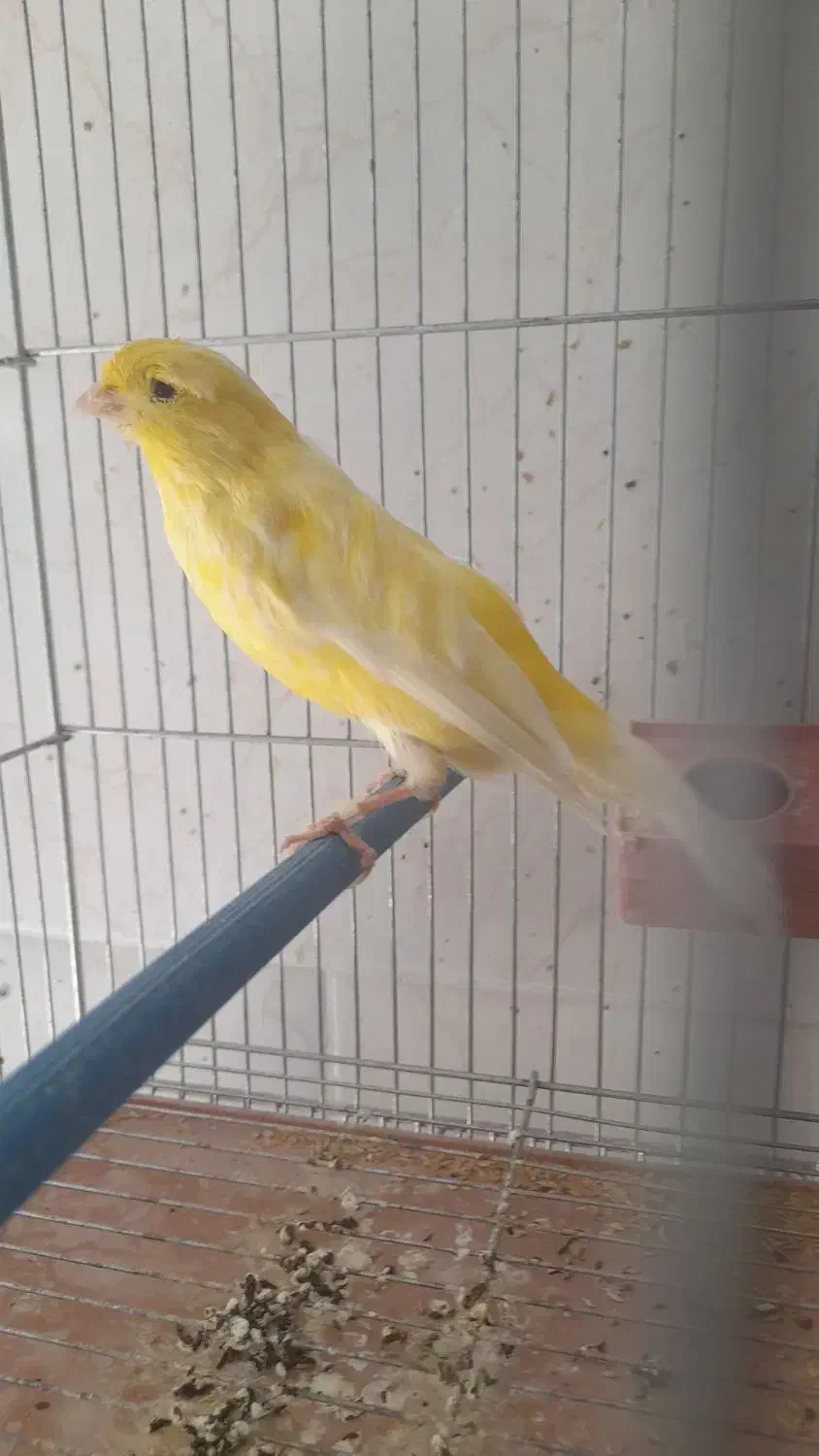 فروش قناری|پرنده|فولادشهر, مسکن مهر فولادشهر|دیوار