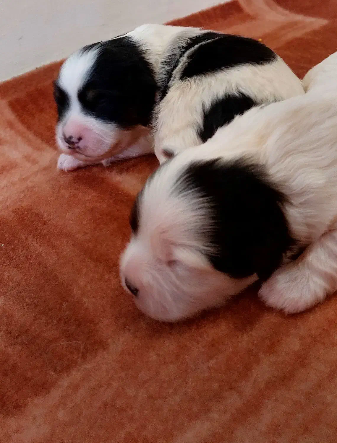 واگذاری طوله سگ|سگ|رشت, فلسطین|دیوار