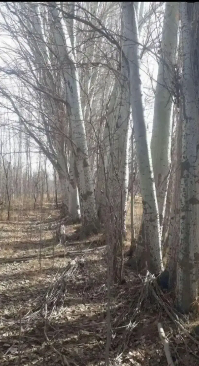 خرید و برش چوب|خدمات باغبانی و درختکاری|نقده, |دیوار