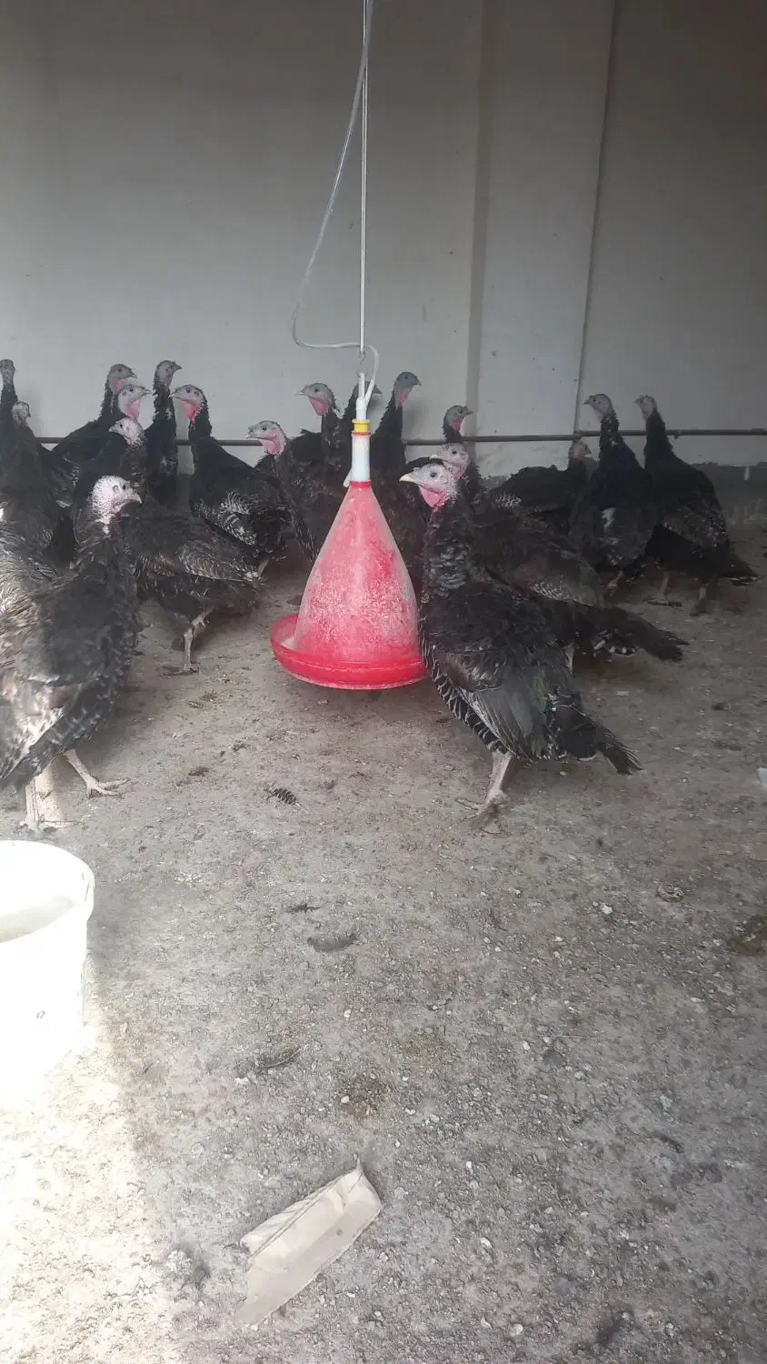 بوقلمون بالق به شرط|حیوانات مزرعه|مشهد, كنويست|دیوار