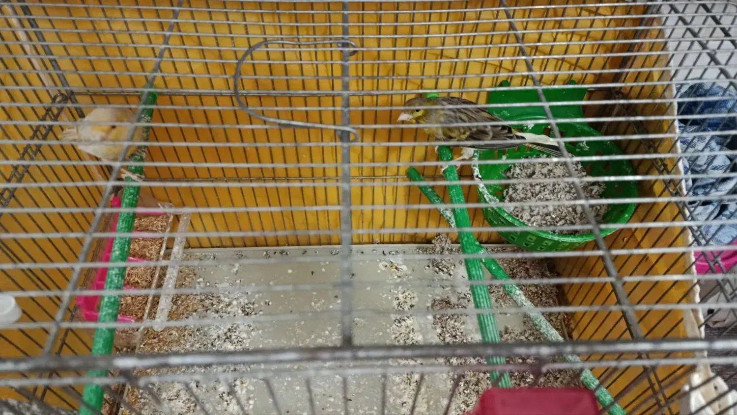 فنچ|پرنده|زنجان, |دیوار