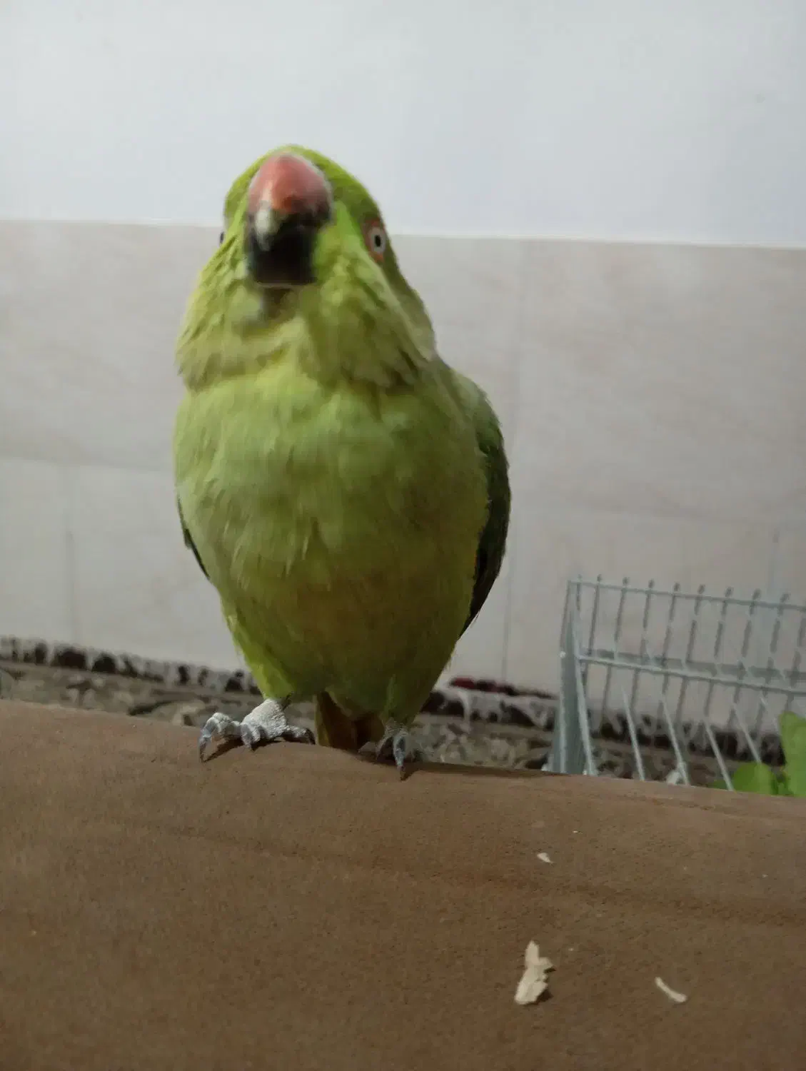 طوطی ملنگو سوخن گو کشیده|پرنده|شیراز, شهرک مهرگان|دیوار