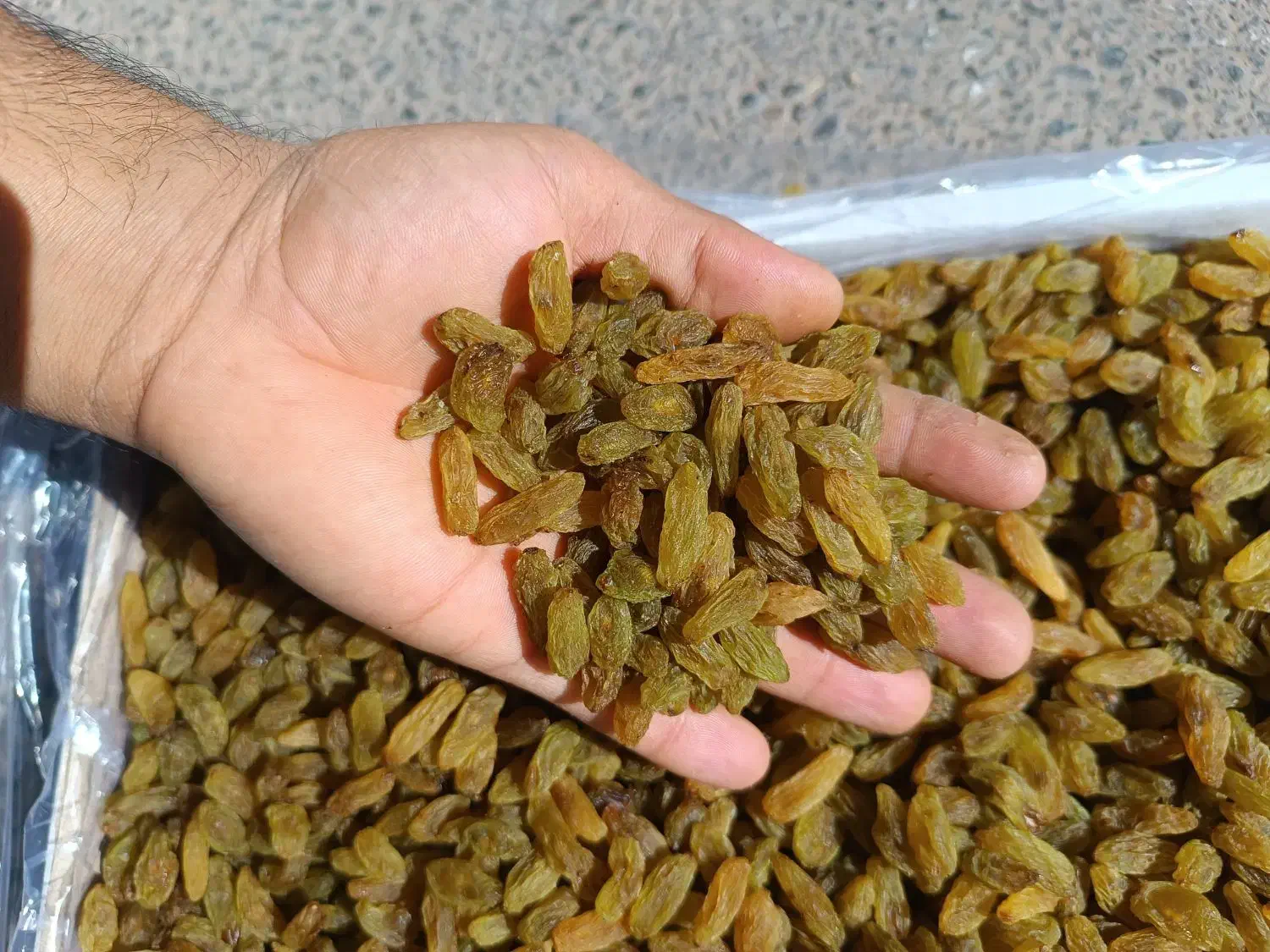 کشمش سبز قلمی کاشمر|عمده‌فروشی|یزد, |دیوار