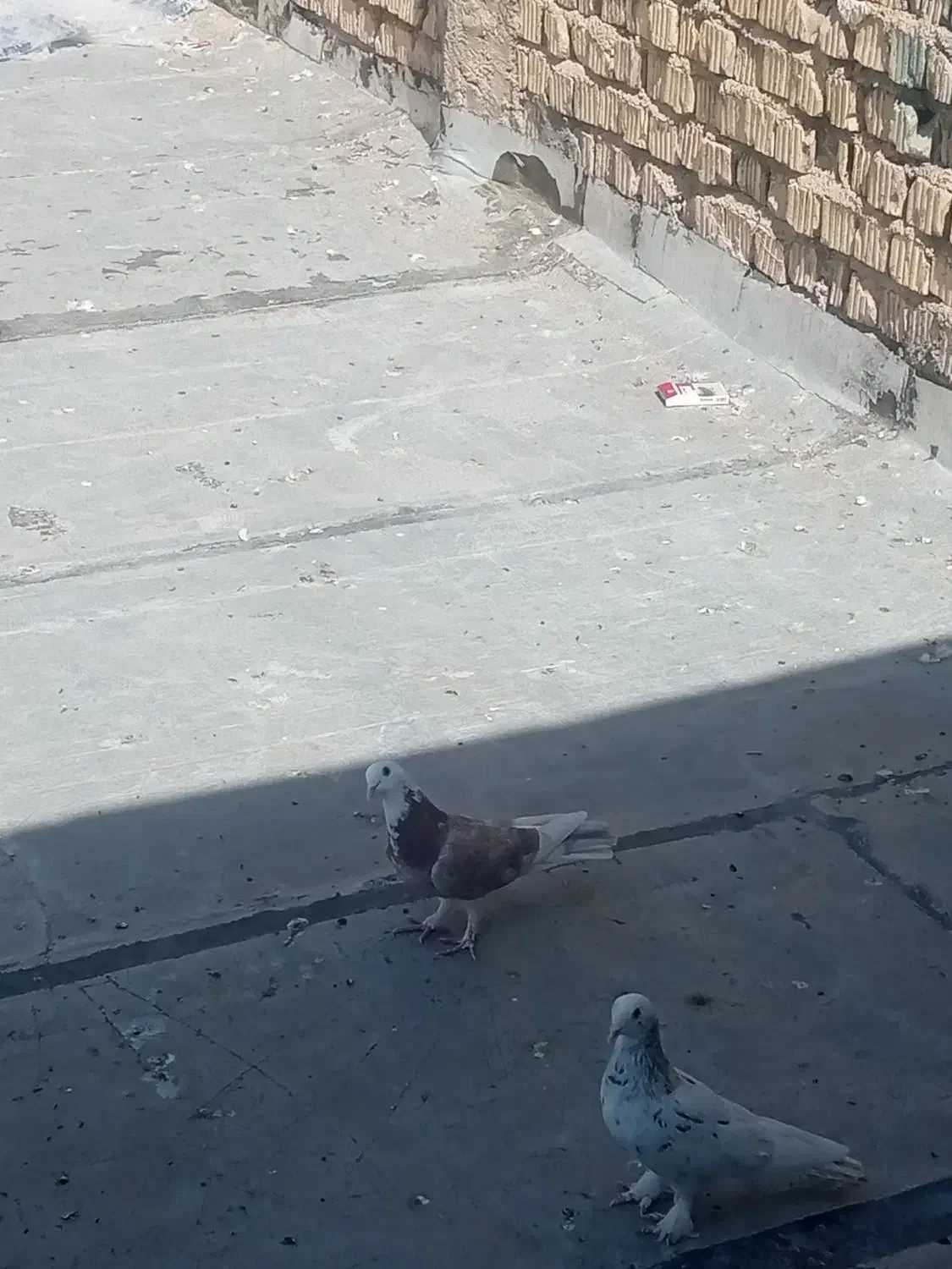 کفتر|پرنده|شیراز, شهرک صنعتی شیراز|دیوار