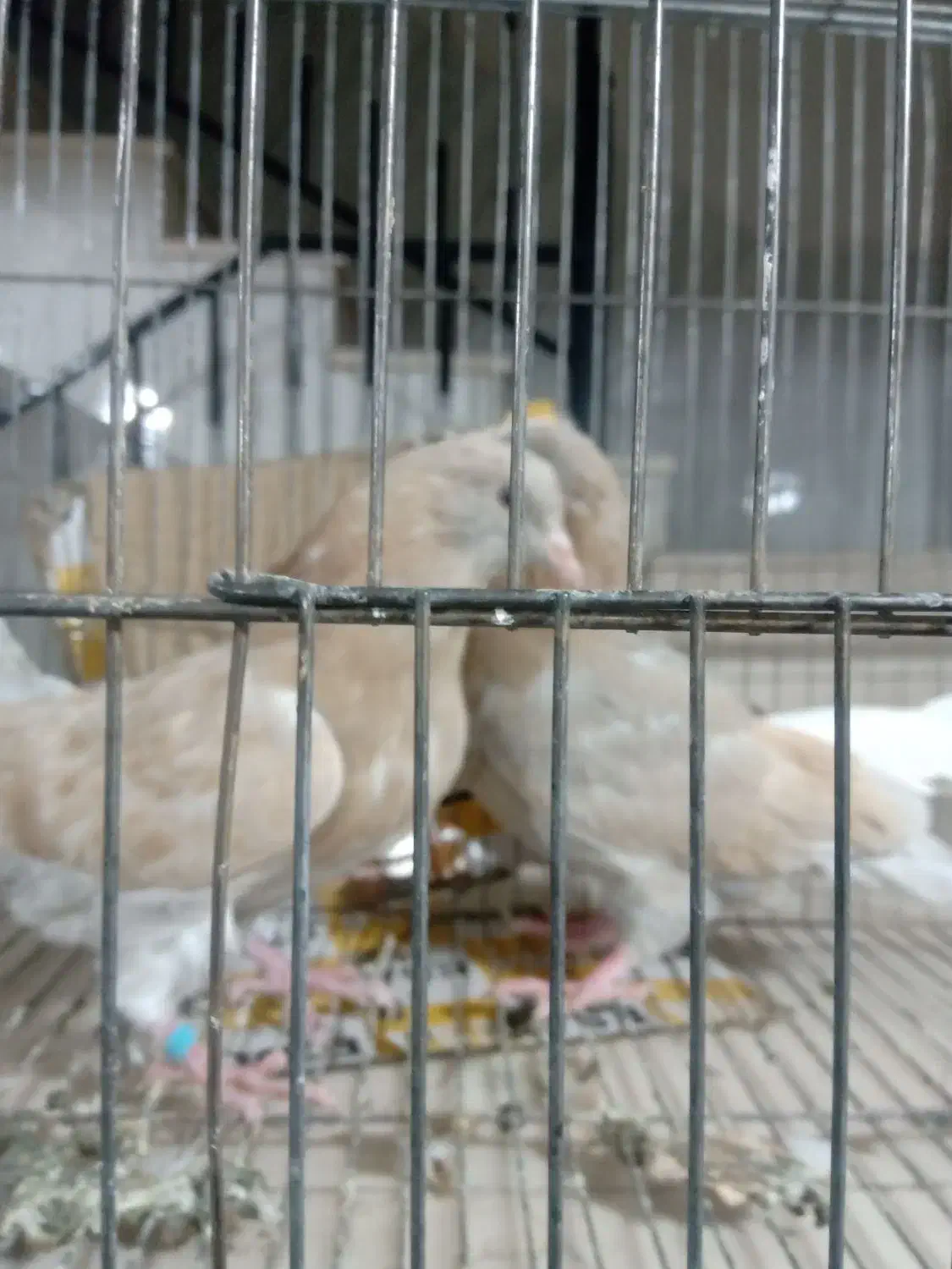 کبوترمفلق|پرنده|بروجن, |دیوار