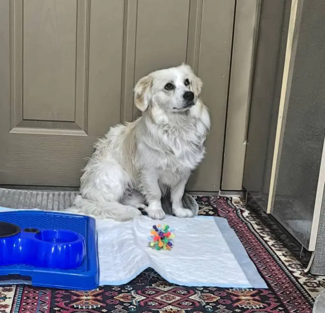 فروش شیتزو پسر|سگ|بروجن, |دیوار