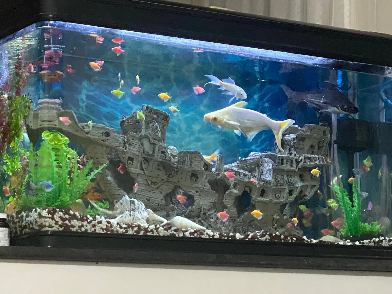 آکواریوم|ماهی|قم, قم نو|دیوار