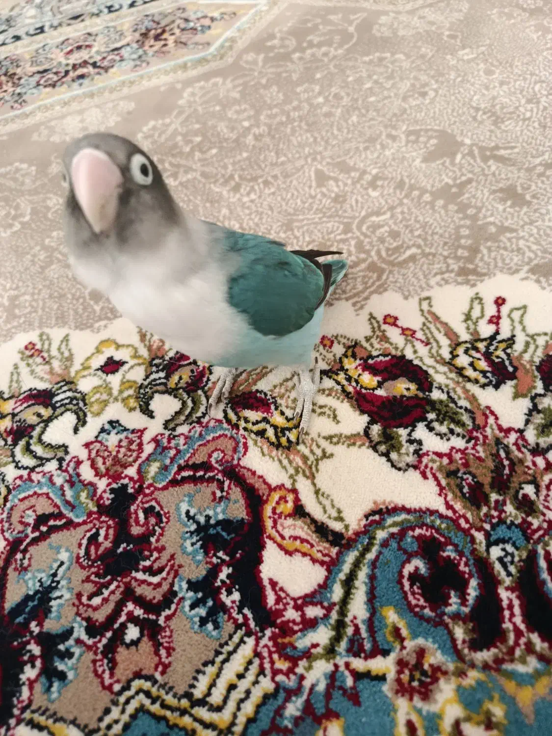 فروش طوطی برزیلی|پرنده|میبد, |دیوار